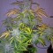 Семена сорта Industrial Plant Autoflowering CBD fem