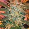 Семена сорта White Widow fem (Dinafem Seeds)