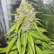 Семена сорта Gorilla Blue fem (Advanced Seeds)