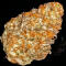 Семена сорта Mandarin Cookies fem (7CH American)