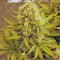 Семена сорта Killer Kush Auto fem (Sweet Seeds)