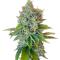 Семена сорта Louis XIII fem (7CH American)