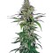 Семена сорта Northern Lights fem (Pyramid Seeds)