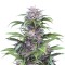 Семена сорта Quick Kush fem (Dinafem Seeds)