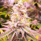 Семена сорта HighCloudZ fem (Green House Seeds)