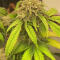 Семена сорта Chemical Bride fem (Green House Seeds)