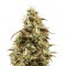 Семена сорта Royal Jack Automatic fem (Royal Queen Seeds)