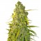 Семена сорта Buddha Calamity Jane Auto fem (Buddha Seeds)