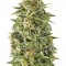 Семена сорта Auto Haze fem (Female Seeds)