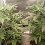 -speed-auto-fem-sweet-seeds.jpg