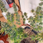 apple-betty-fem-herbies-seeds.jpg