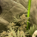 lemon-cherry-gelato-fem-barneys-farm.jpg