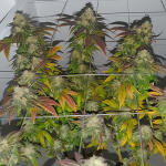 blackberry-moonrocks-fem-alphafem-seeds.jpg