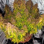 gorilla-glue-auto-fem-barneys-farm.jpg