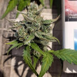 zookies-fem-7ch-american.jpg