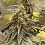 blackberry-moonrocks-fem-alphafem-seeds.jpg