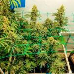 trainwreck-fast-version-fem-seedkeepers.jpg