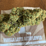 vanilla-latte-auto-fem-humboldt-seed-company.jpg
