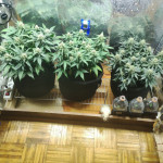 -speed-auto-fem-sweet-seeds.jpg