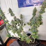 apple-betty-fem-herbies-seeds.jpg
