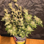 black-muffin-f1-fast-version-fem-sweet-seeds.jpg