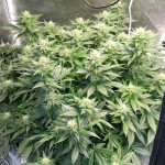 cream-mandarine-f1-fast-version-fem-sweet-seeds.jpg