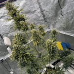 diablo-rojo-xl-auto-fem-sweet-seeds.jpg
