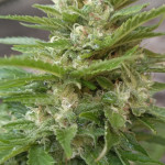 gorilla-auto-gorilla-glue-auto-fem-fastbuds.jpg