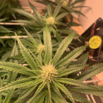 lilac-cookies-bx2-reg-ethos-genetics.jpg