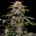 sweet-zenzation-xl-auto-fem-sweet-seeds.jpg