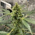 whiskey-zulu-auto-fem-7ch-american.jpeg