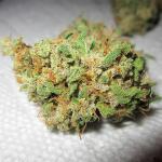 10th-planet-r1-fem-ethos-genetics.jpg