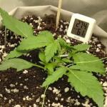 blackberry-moonrocks-auto-fem-alphafem-seeds.jpg