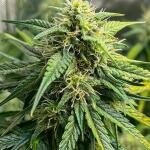 bruce-banner-3-auto-fem-herbies-seeds.jpg