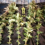 bruce-banner-3-fem-blimburn-seeds.jpg