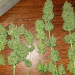 trainwreck-fast-version-fem-seedkeepers.jpg