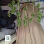 whiskey-zulu-auto-fem-7ch-american.jpg