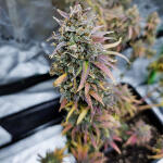 apple-betty-fem-herbies-seeds.jpg