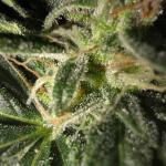 apple-fritter-fast-version-fem-7ch-american.jpg