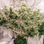 auto-orange-bud-fem-dutch-passion.jpg