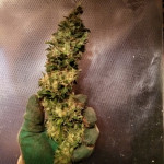 critical-kali-mist-delicious-seeds.jpg