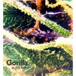 gorilla-auto-fem-Semyanich.jpg