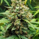 mimosa-cake-auto-fem-fastbuds.jpg