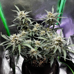 pink-rozay-auto-fem-7ch-american.jpg