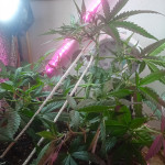 six-shooter-auto-fem-fastbuds.jpg