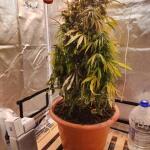 whiskey-zulu-auto-fem-7ch-american.jpg