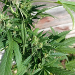 auto-northern-light-fem-victory-seeds.jpg