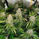 blackberry-moonrocks-auto-fem-alphafem-seeds.jpg