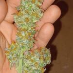 punchberry-cookies-rbx-fem-ethos-genetics.jpg