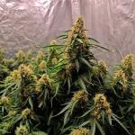 zup-auto-fem-fastbuds.jpg